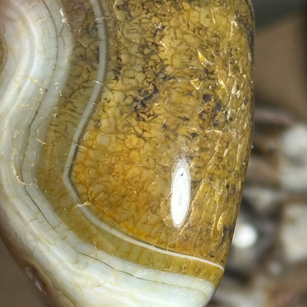 Agatized petrified ground fern agate